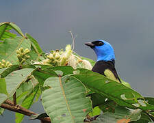 Blue-necked Tanager