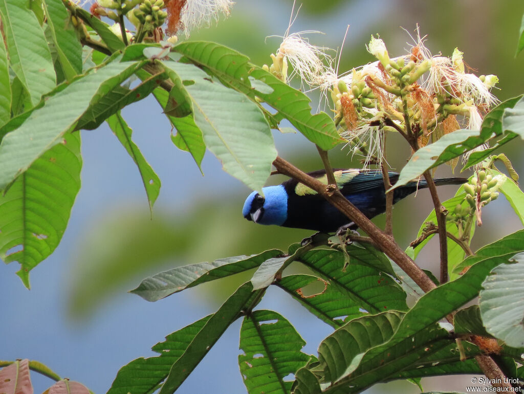 Blue-necked Tanageradult