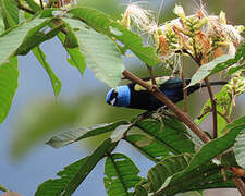 Blue-necked Tanager