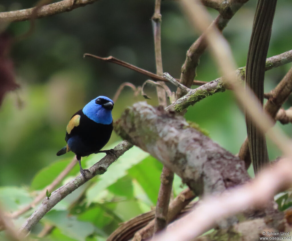 Blue-necked Tanageradult