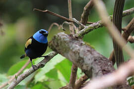 Blue-necked Tanager