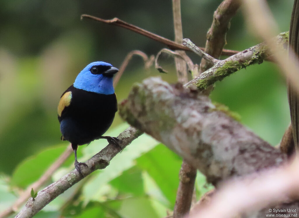 Blue-necked Tanageradult