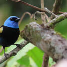 Calliste à cou bleu