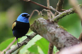 Blue-necked Tanager