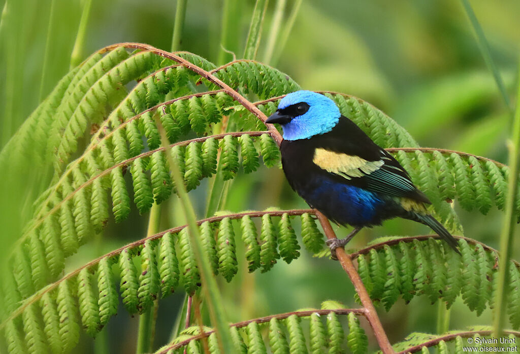 Blue-necked Tanager