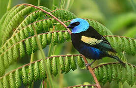 Blue-necked Tanager