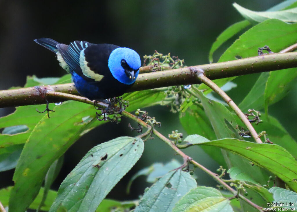 Blue-necked Tanageradult