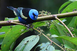 Blue-necked Tanager