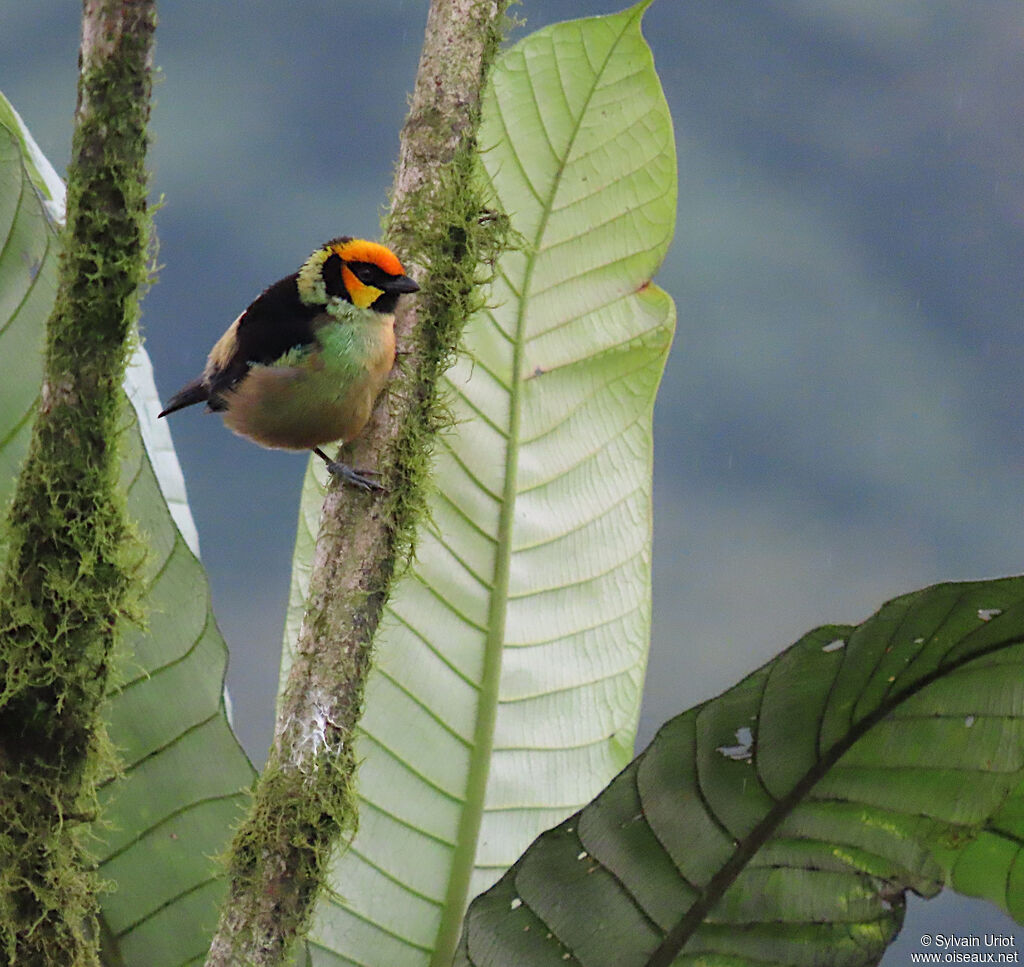 Flame-faced Tanager