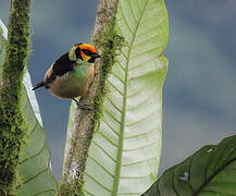 Flame-faced Tanager