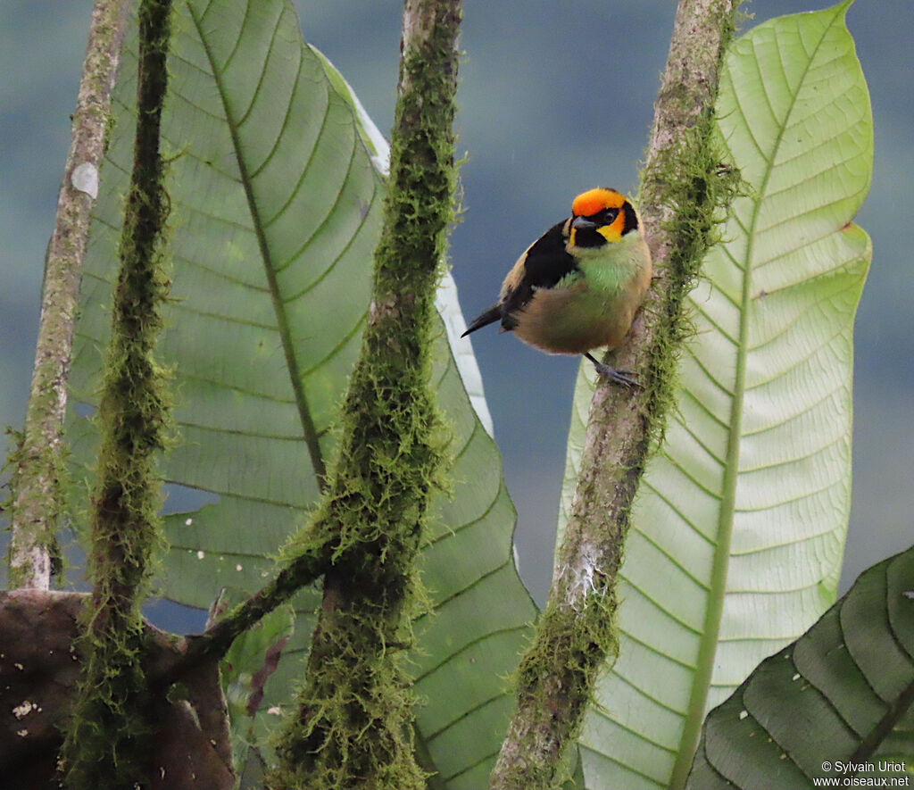 Flame-faced Tanager