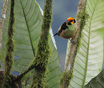 Flame-faced Tanager