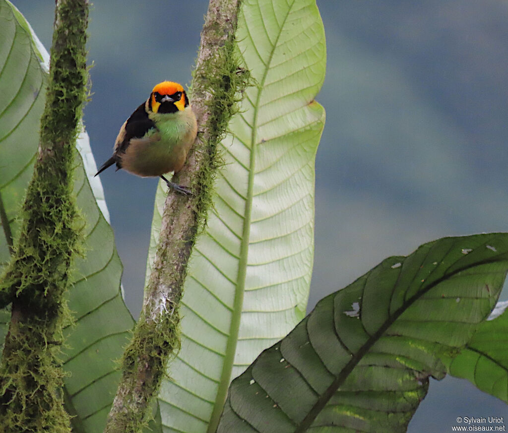 Flame-faced Tanager