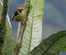 Flame-faced Tanager