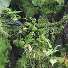 Calliste à gorge rousse