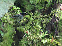 Rufous-throated Tanager