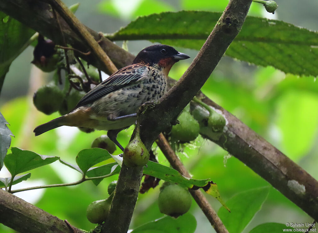 Rufous-throated Tanageradult