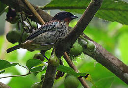 Rufous-throated Tanager