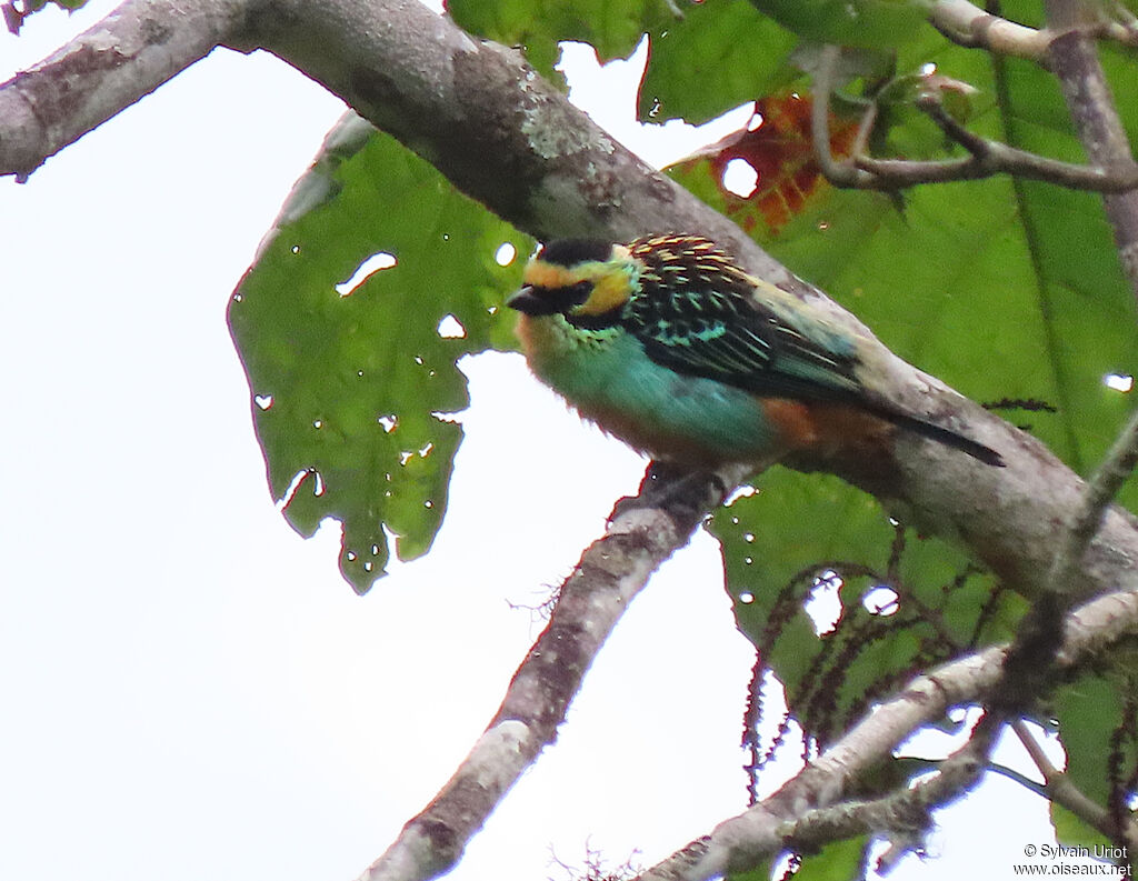 Golden-eared Tanageradult