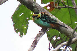 Golden-eared Tanager