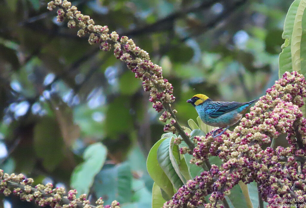 Saffron-crowned Tanageradult