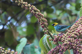 Saffron-crowned Tanager