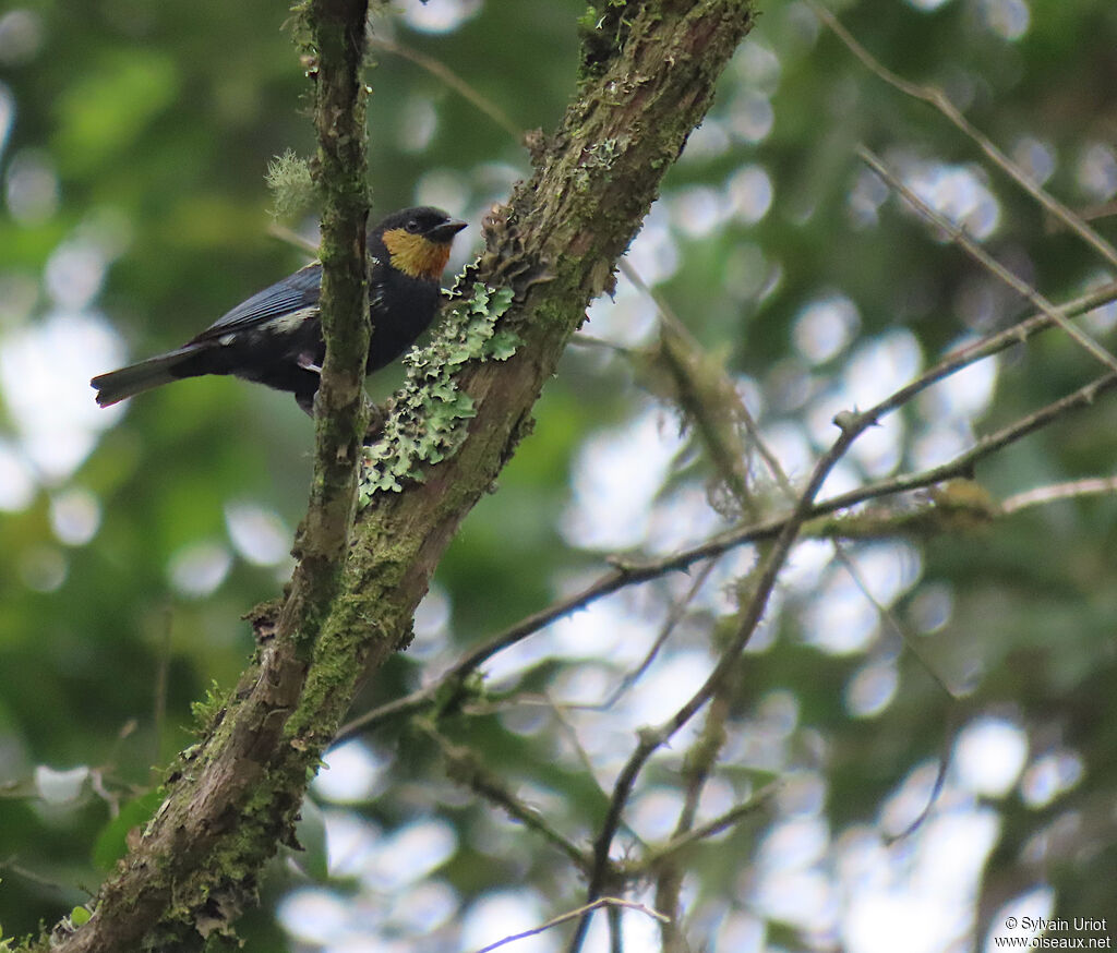 Silver-backed Tanager