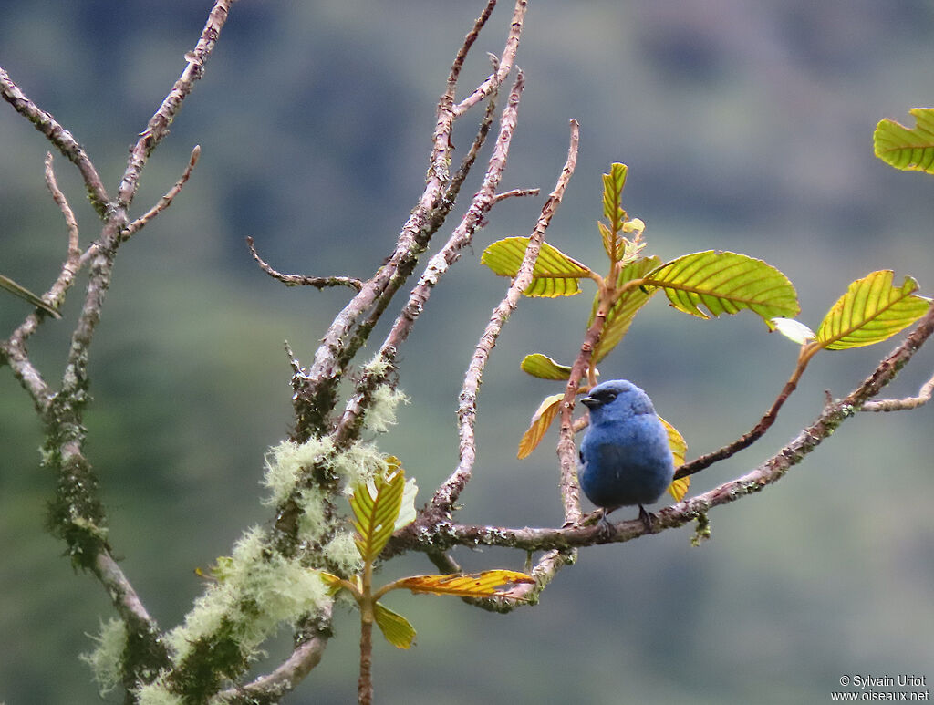 Calliste bleu et noiradulte