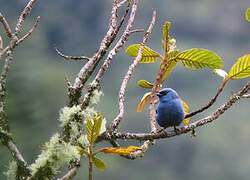 Blue-and-black Tanager