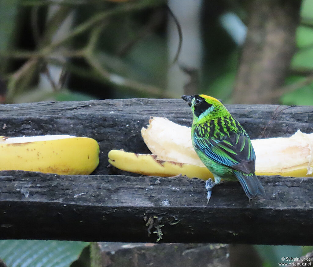 Green-and-gold Tanager