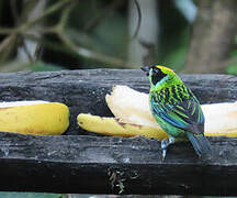 Green-and-gold Tanager