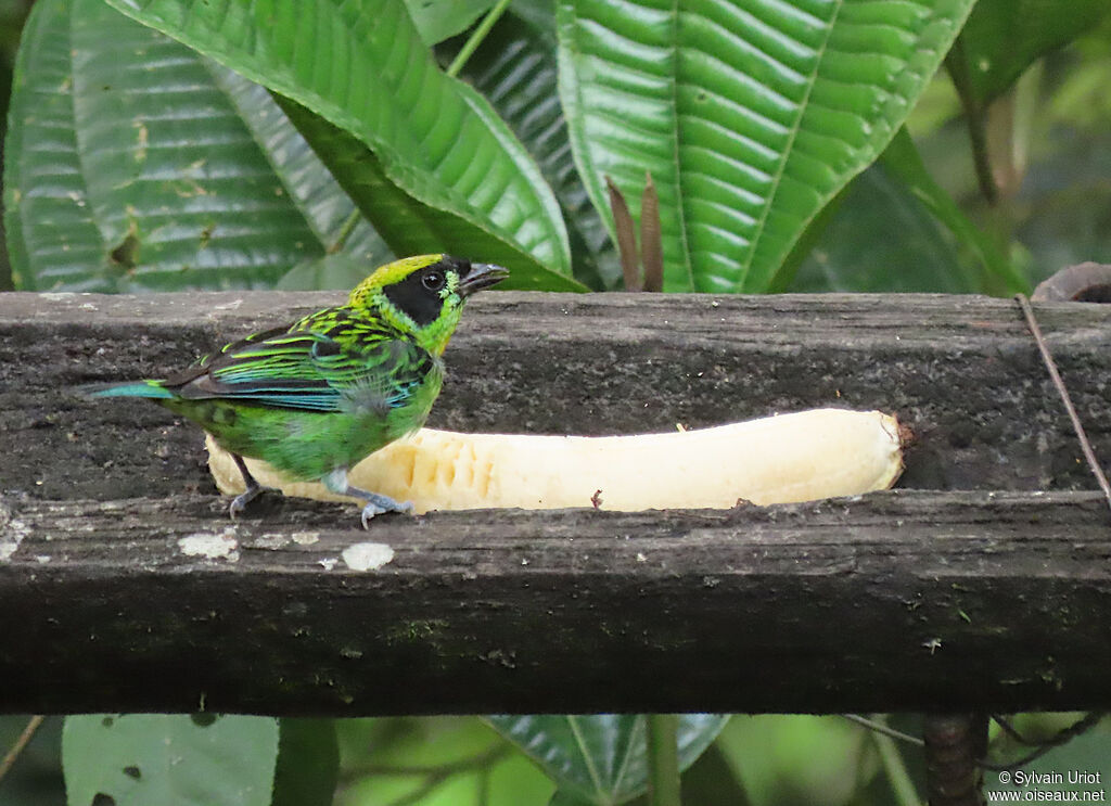 Green-and-gold Tanageradult