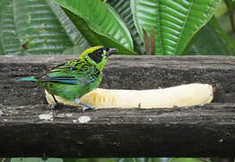 Green-and-gold Tanager