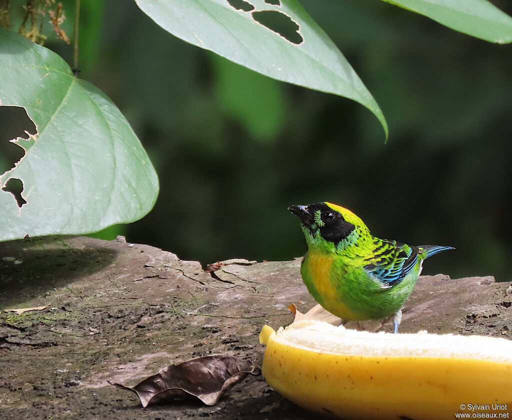 Green-and-gold Tanager