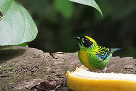 Green-and-gold Tanager