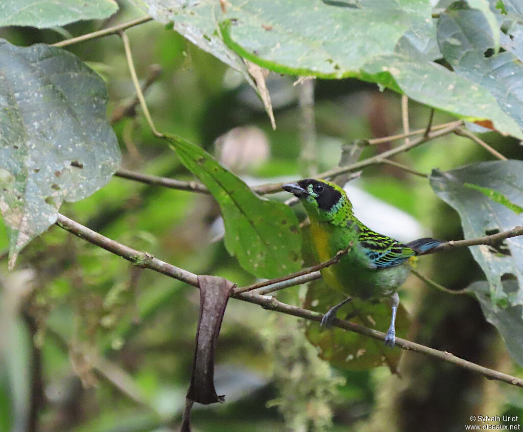 Green-and-gold Tanageradult