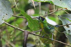 Green-and-gold Tanager