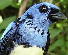 Turquoise Tanager