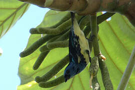 Turquoise Tanager