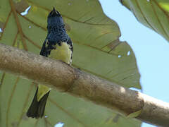 Turquoise Tanager