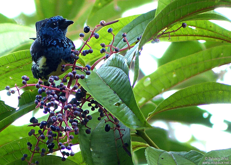 Turquoise Tanageradult