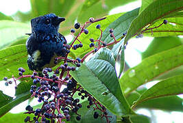 Turquoise Tanager