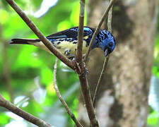 Turquoise Tanager