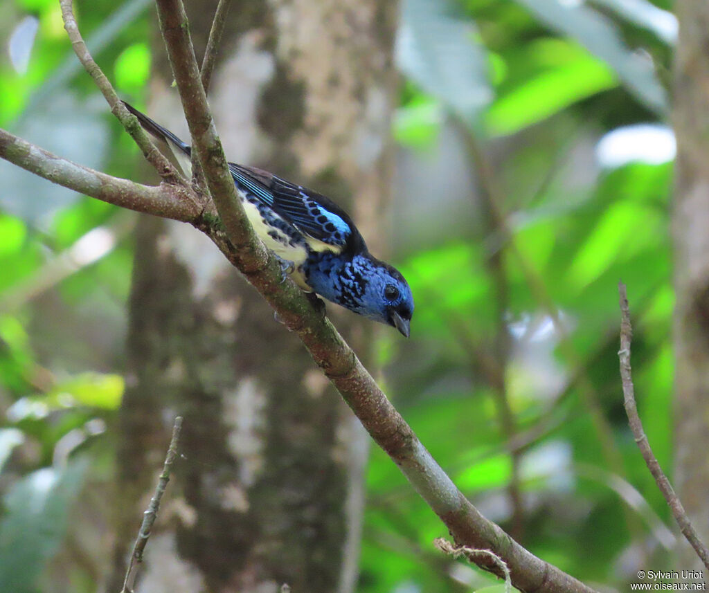 Turquoise Tanageradult