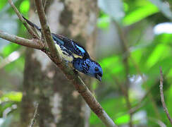 Turquoise Tanager