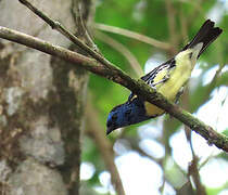 Turquoise Tanager