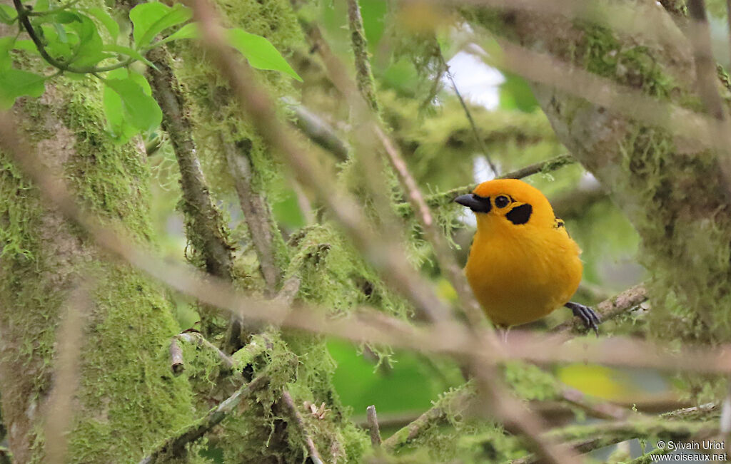 Golden Tanager