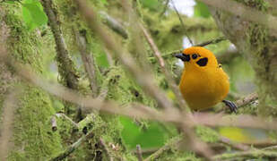 Golden Tanager