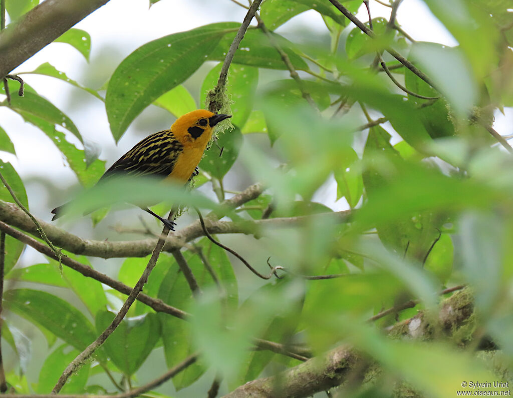 Golden Tanager