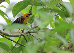 Golden Tanager